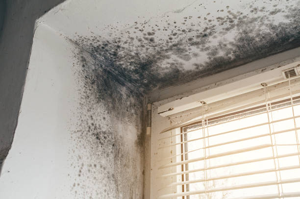 Affordable Crawl Space Mold Removal solutions in Centreville, IL